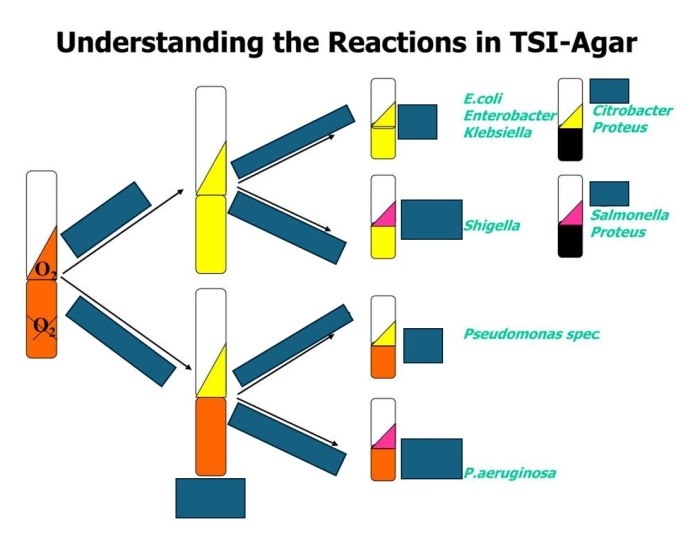 Tsi Reactions Chart.pdf TSI Agar Reaction Chart Quiz