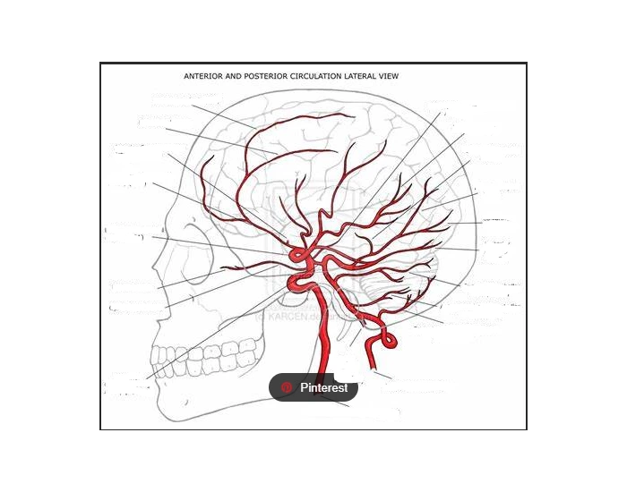 Circulation Frontal Approach Anterior & Posterior Cranial Circulation Lateral Quiz