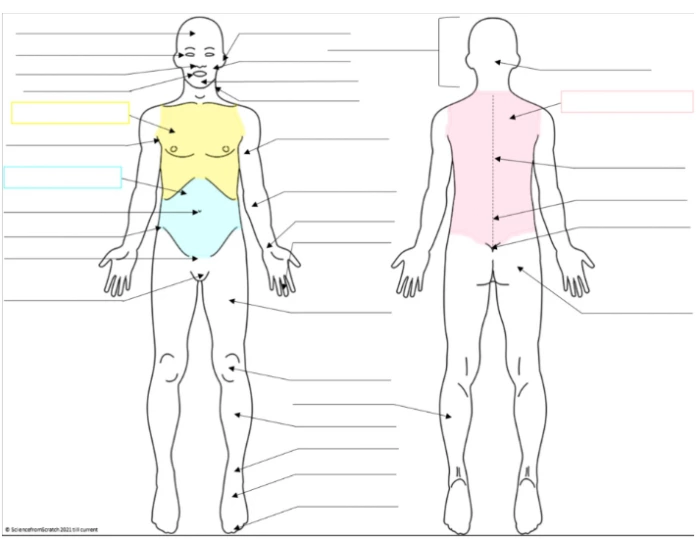 Control Body Names Anatomical Names of the Human Body Quiz