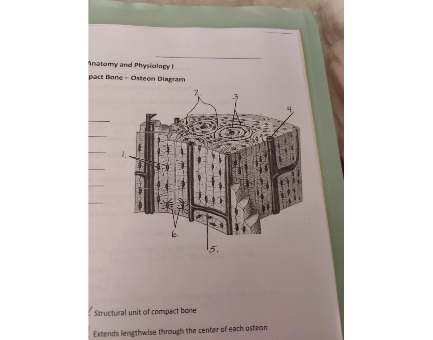Compact Bone- osteon diagram Quiz