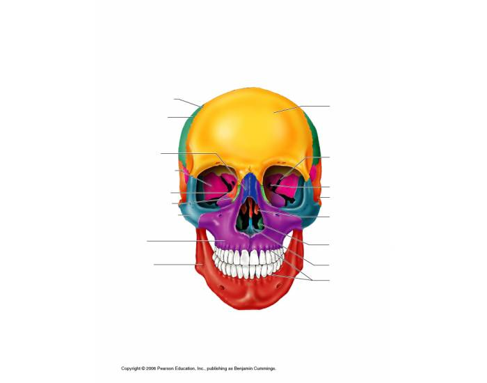 SKULL BONES Quizzes