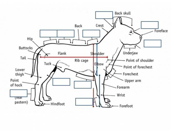 Dog Anatomy — Printable Worksheet
