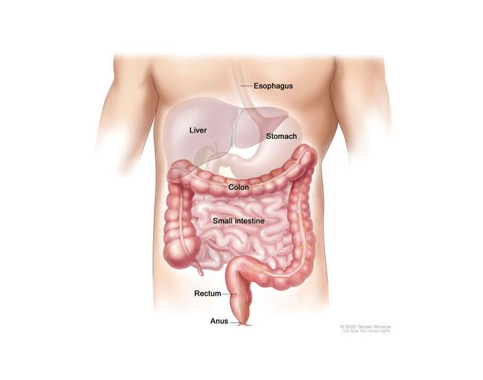 Lower Gi Structures Anatomy of lower GI tract Quiz
