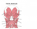 Unit 4 Part 2 - Facial Muscles