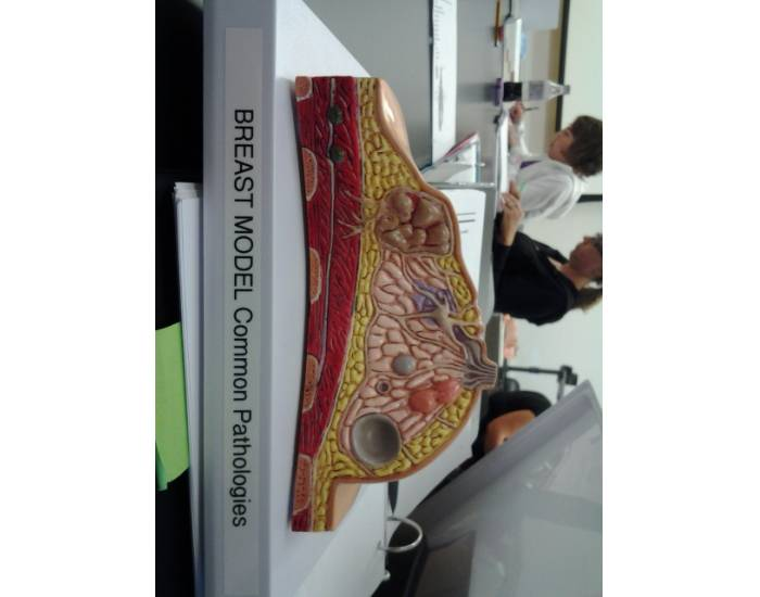 Mammary Gland Quiz