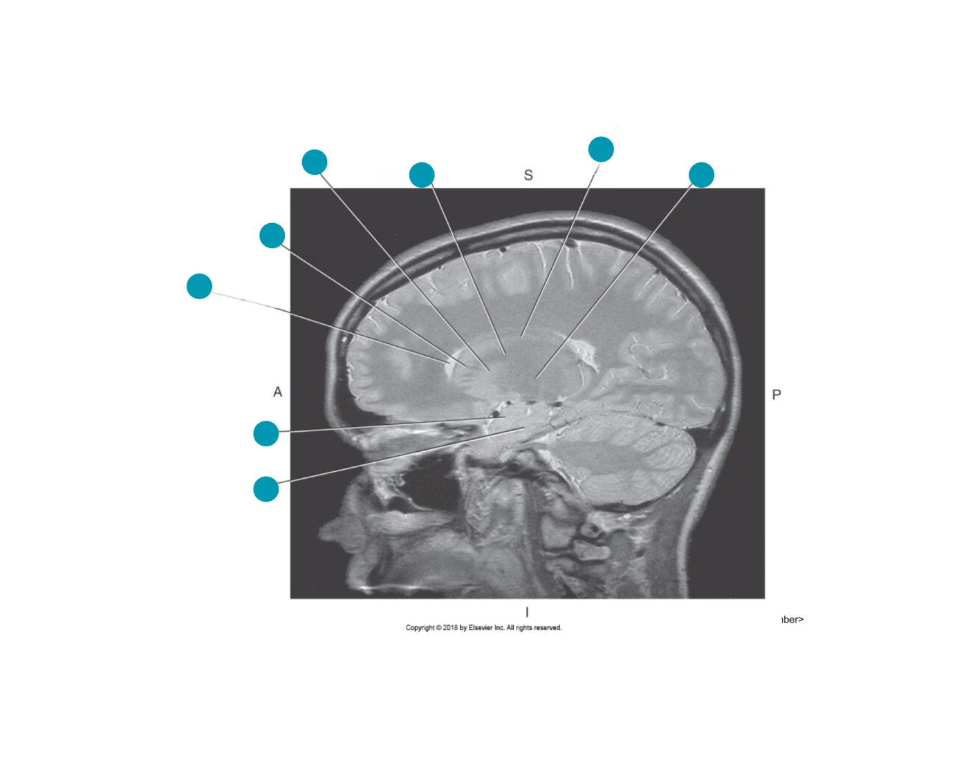 Basil Ganglia — Printable Worksheet