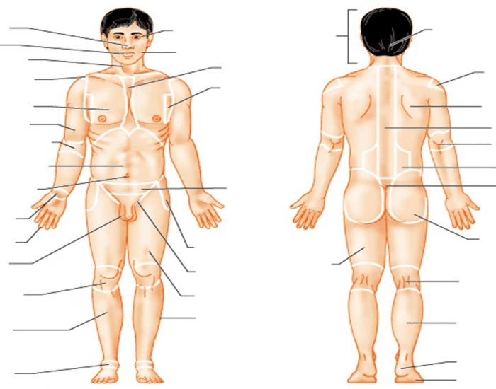 Region Labeling anatomical region labeling Quiz