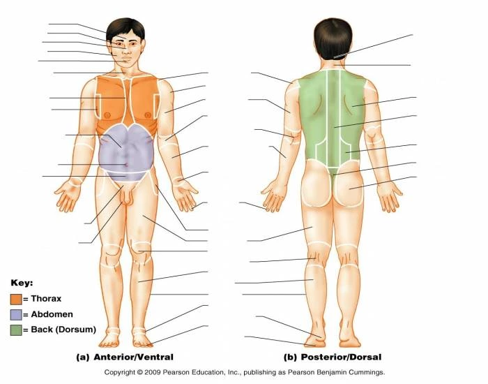 Region Labeling Anatomy region labeling Quiz