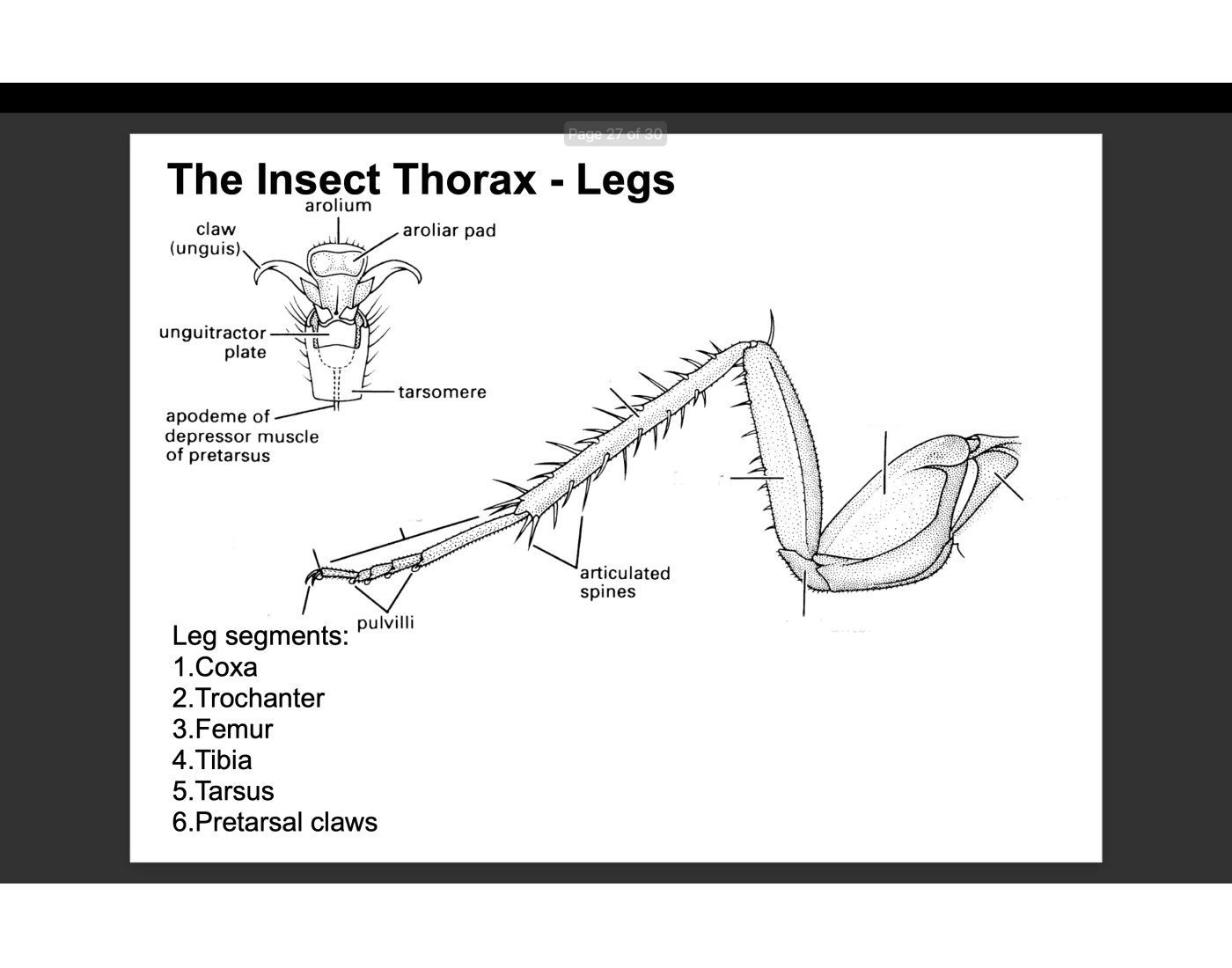 Insect Leg Position Insect Leg anatomy Quiz