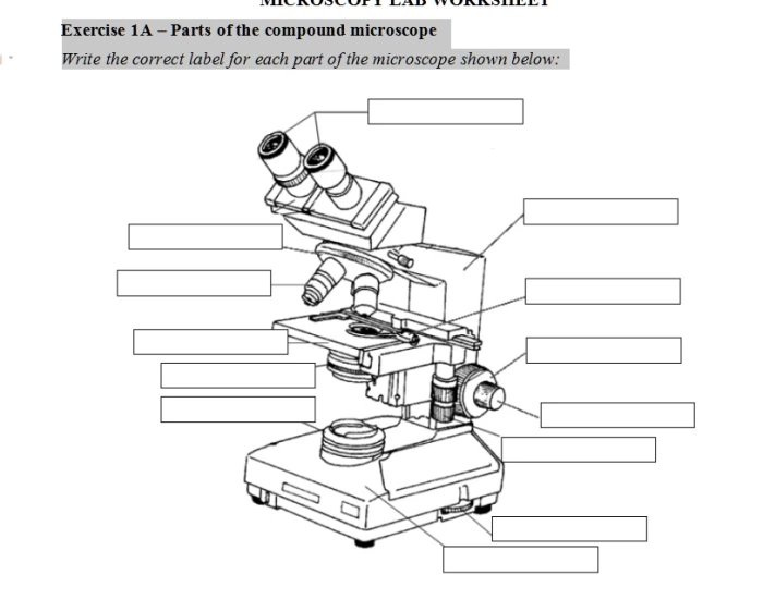 Microscope Labeling Challenge Compound Microscope Labeling Quiz