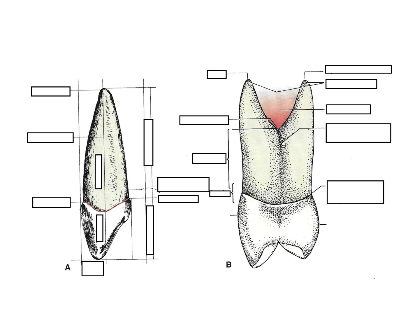 Top Canine Roots Root Anatomy (Canine, Max 1st Premolar) Quiz