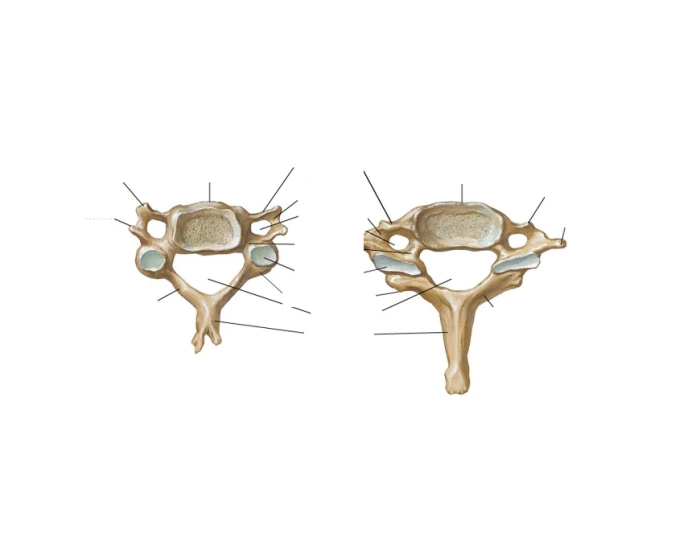Cervical Vertebrae C4 and C7 Quiz