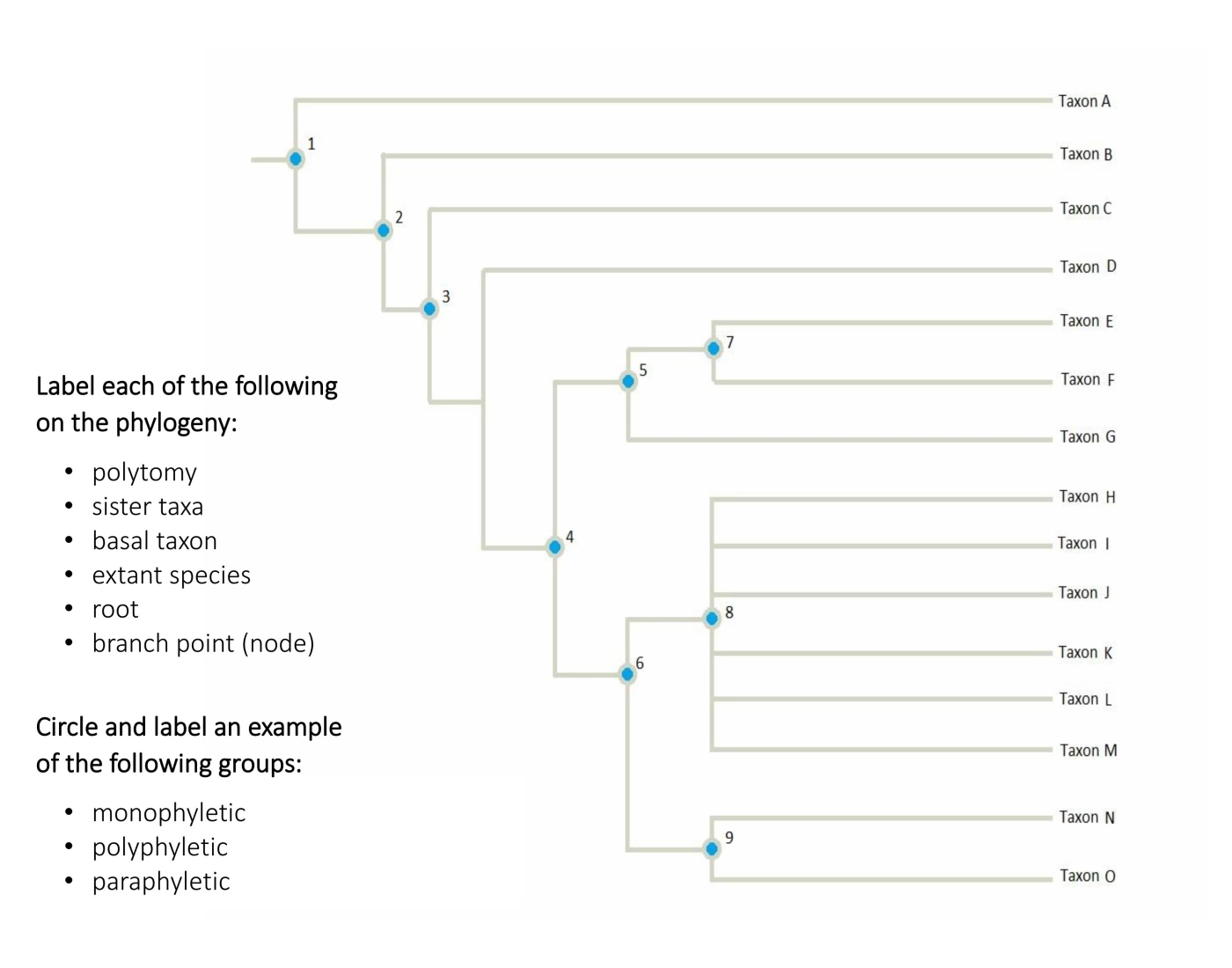 Gen Bio Phylogenetic Tree Structure (1) Quiz
