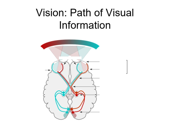 Popard Path Visual Path of Visual Information Quiz