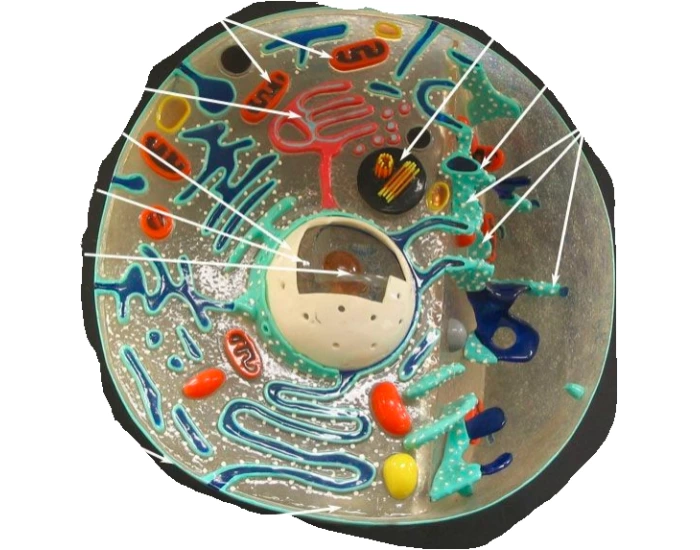 Cell Model 2 Identify Organelles in a Cell Model 2 Quiz