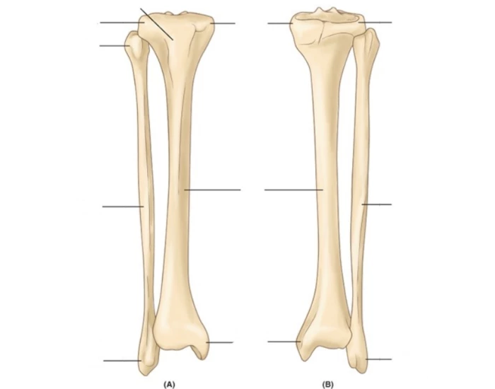 Tibia and Fibula Quiz