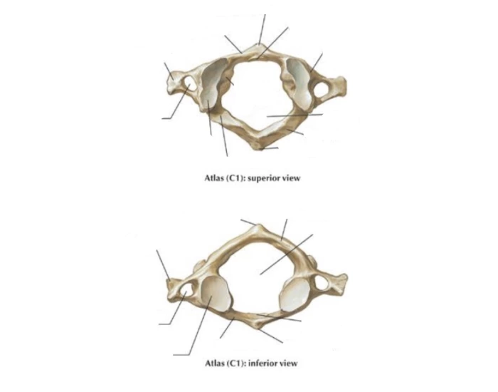 C1 Vertebrae Landmark Labeling Quiz