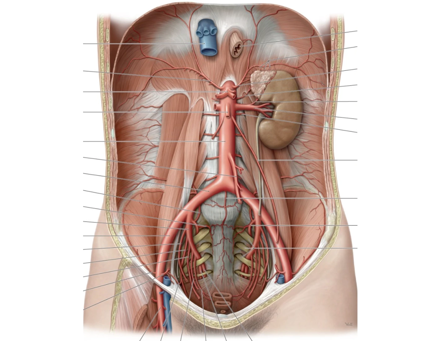 Blood Vessels Arteries Of The Abdomen And Pelvis Quiz blood-vessels-arteries-of-the-abdomen-and-pelvis-quiz