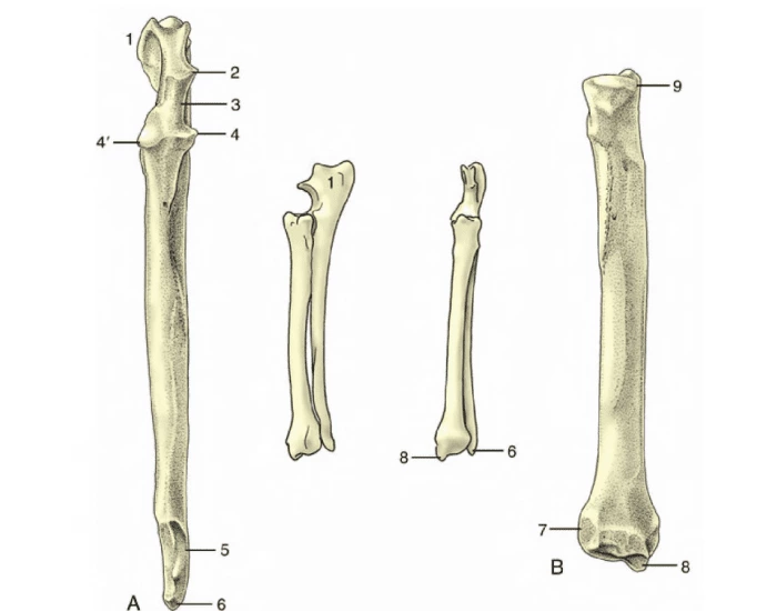 radius and ulna canine anatomy — Printable Worksheet