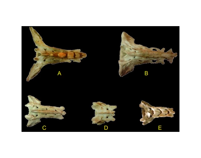 Sacrops Sacros (especies) Quiz