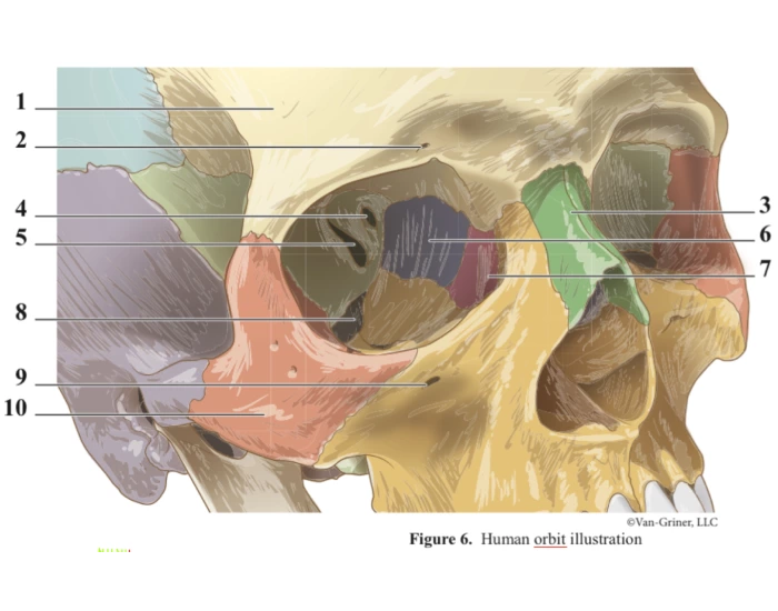 Human Orbit — Printable Worksheet