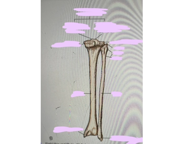 posterior tib fib Quiz