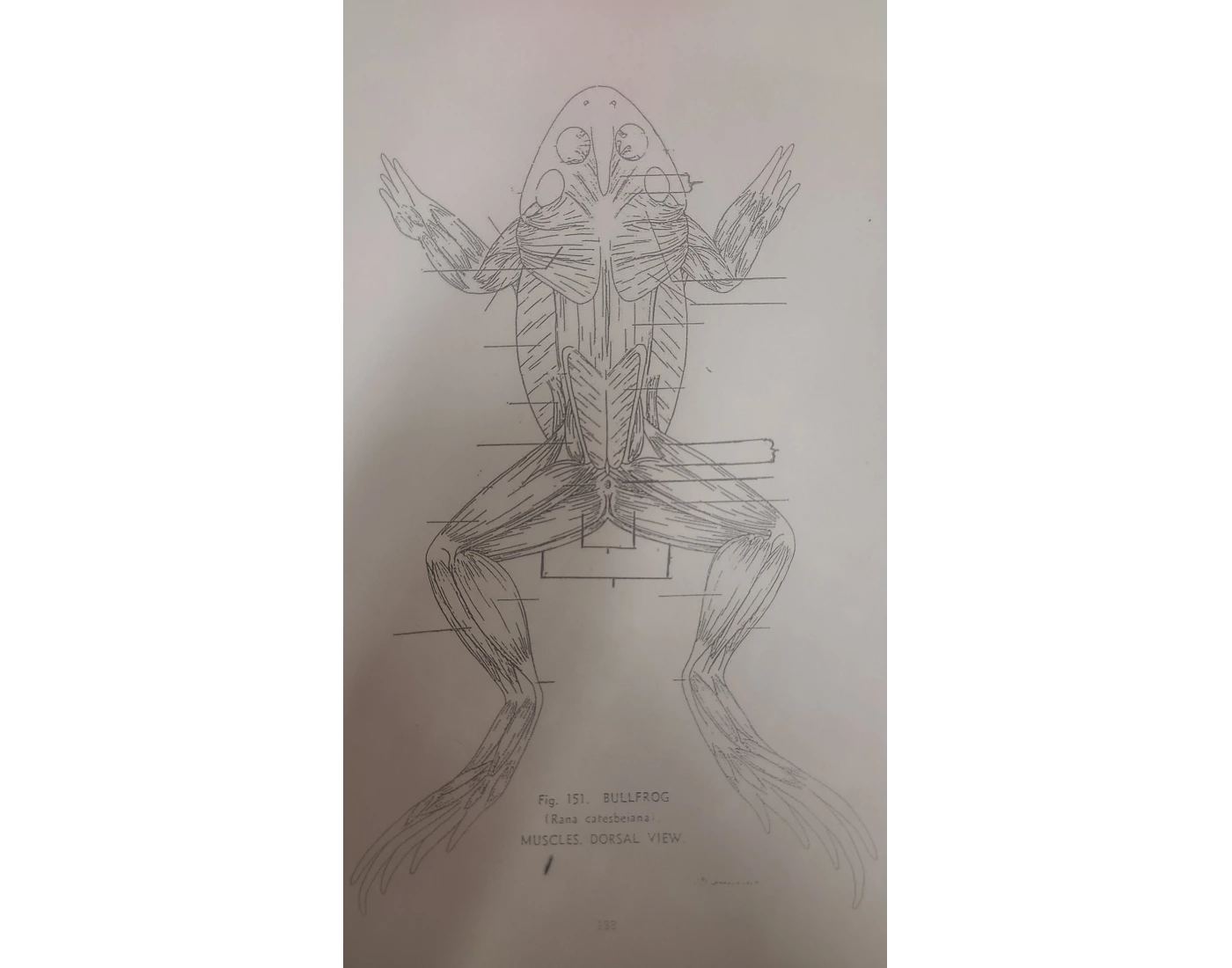 Test 2frog Dorsal Side Frog Test Quiz