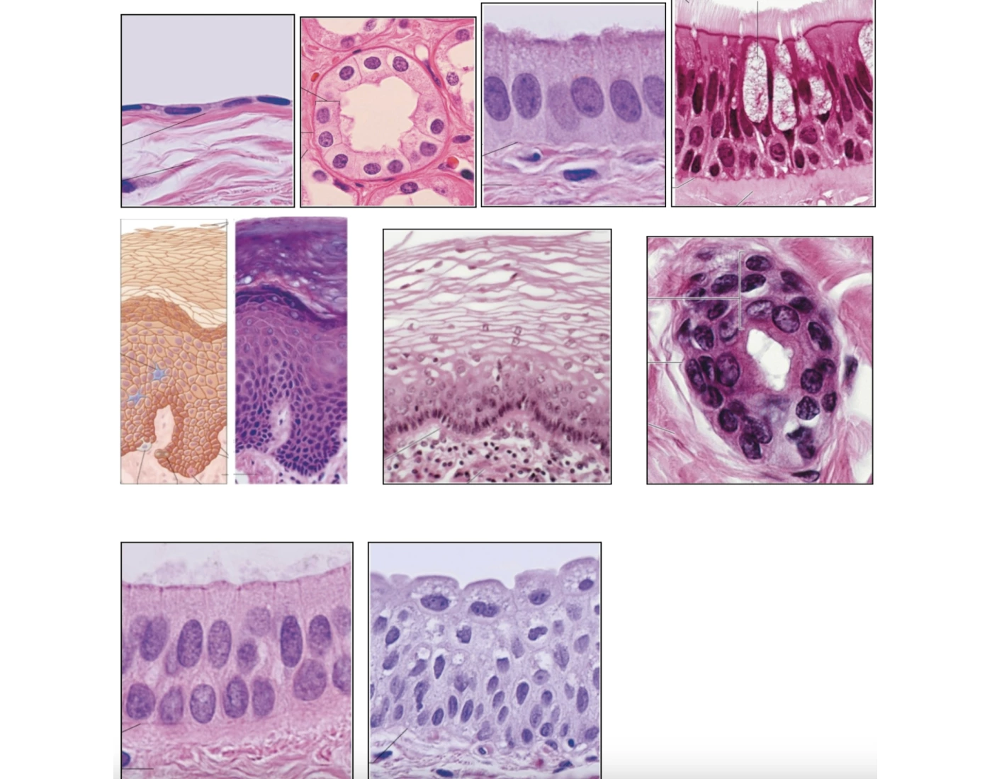 Epithelium Tissue Identification — Printable Worksheet
