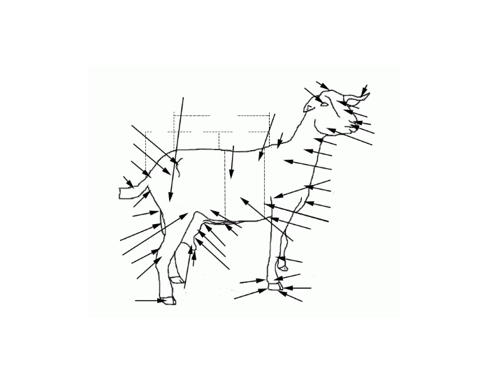 External Goat External Goat Anatomy Quiz