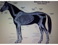 Animal Fracture Types