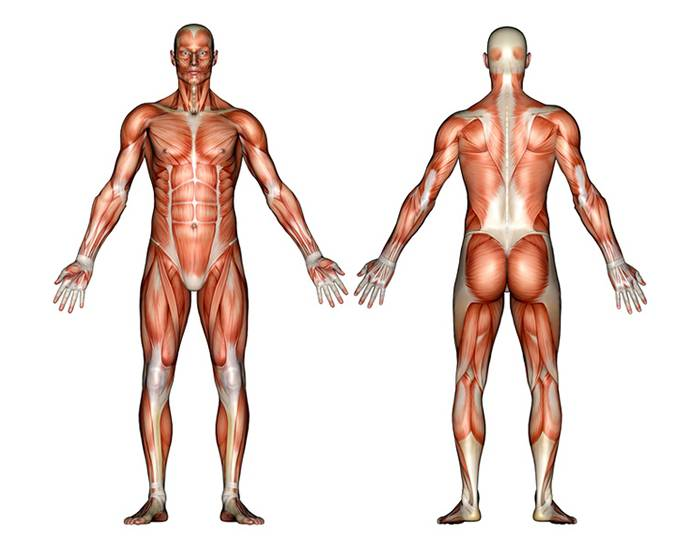 Muscle Anatomy Quiz