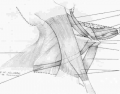 Lateral view of muscles of the neck