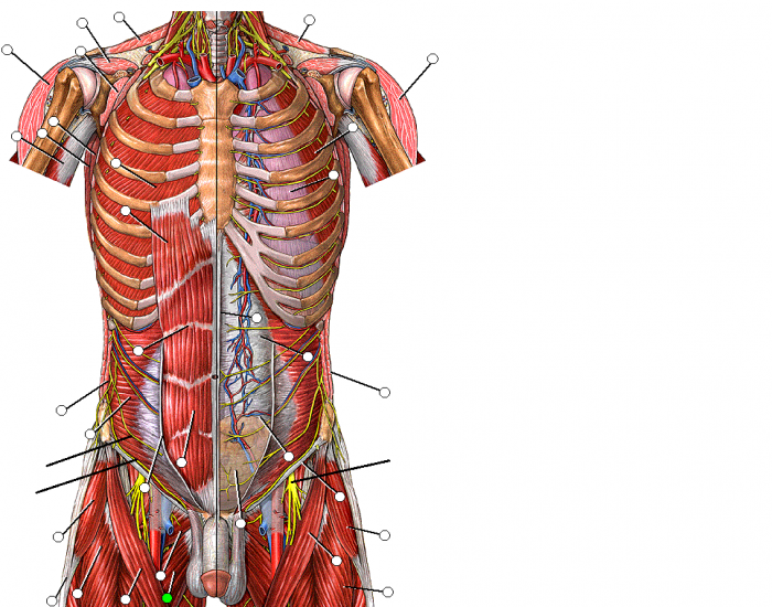 Deep Trunk Deep Muscles of the Trunk Quiz