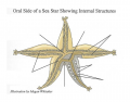 Internal Structures of a Starfish (Echinodermata) 