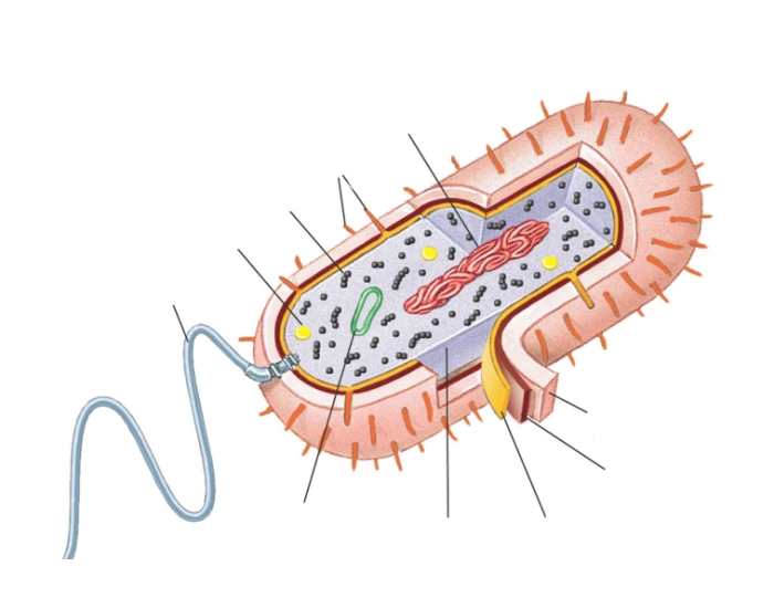 Bacteria Labeling Quiz