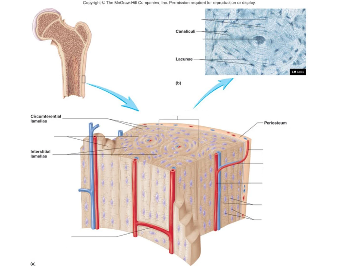 Bone Tissue Diagram Quiz