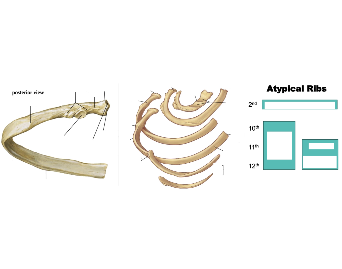 Basic and Atypical structure of Ribs Quiz
