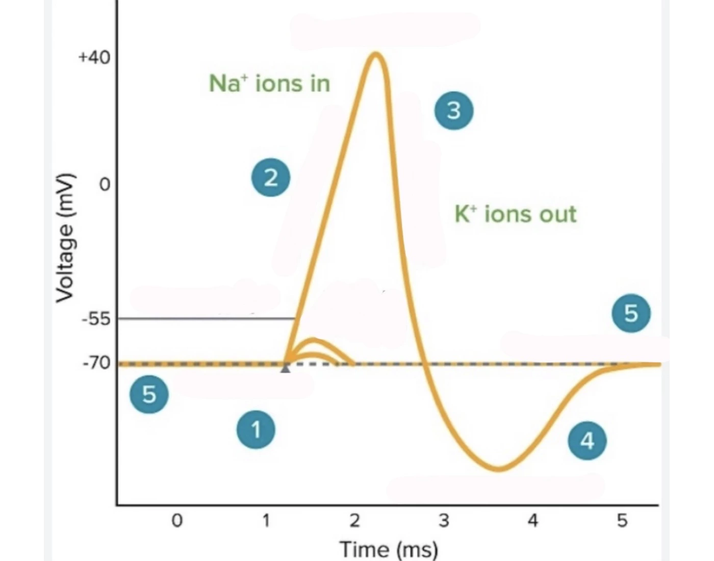 Normal Action Potential Graph action potential graph labeling — Printable Worksheet