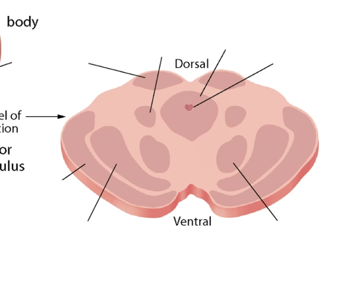 Brain Pyramids Cross-section of the Brainstem — Printable Worksheet