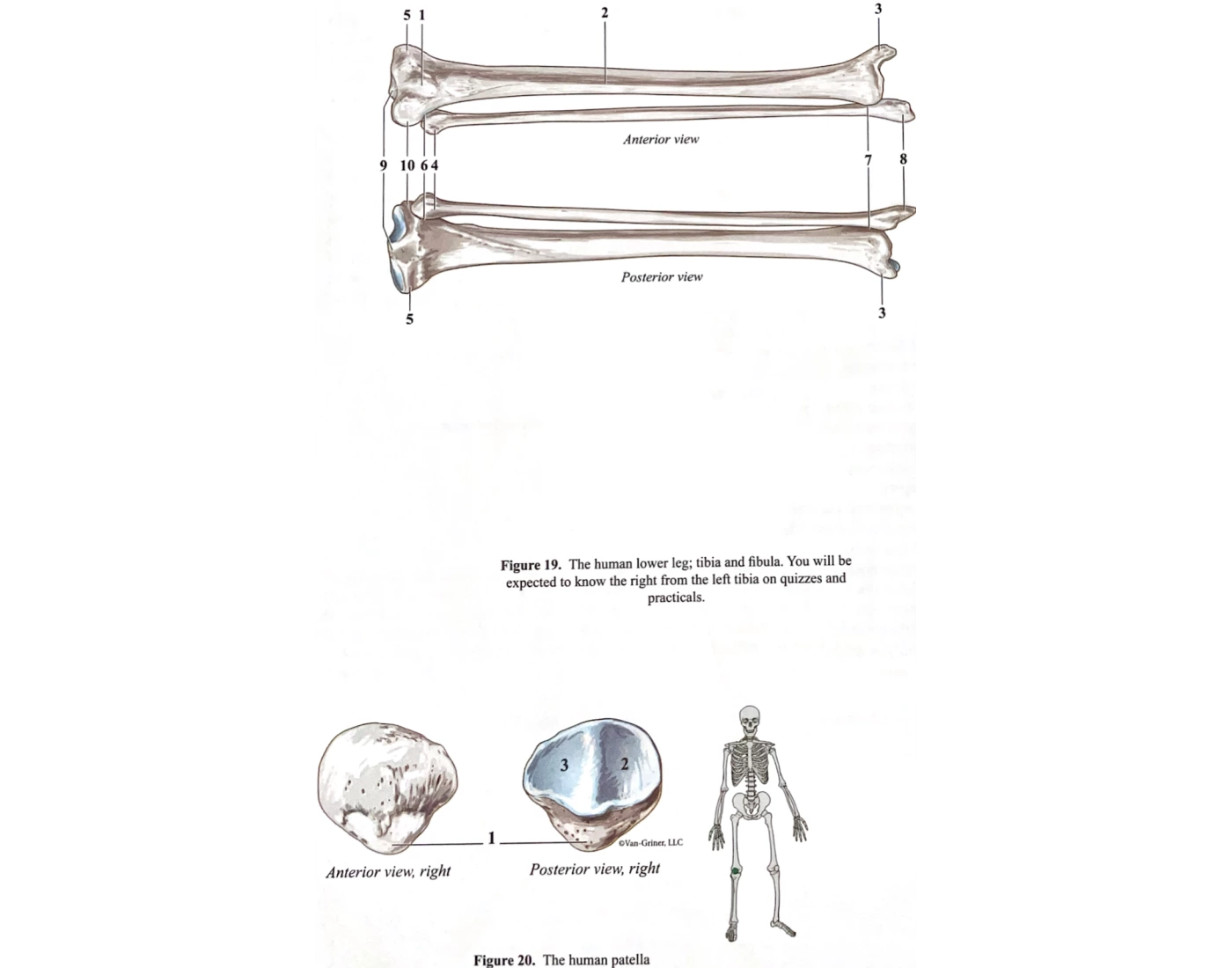 Tibia & Fibula + Patella — Printable Worksheet