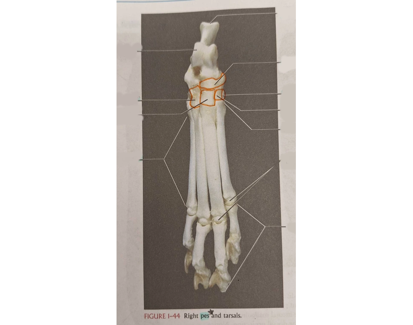 Cat Pes Cat Rear Pes and Tarsals (foot) - 2024 Quiz