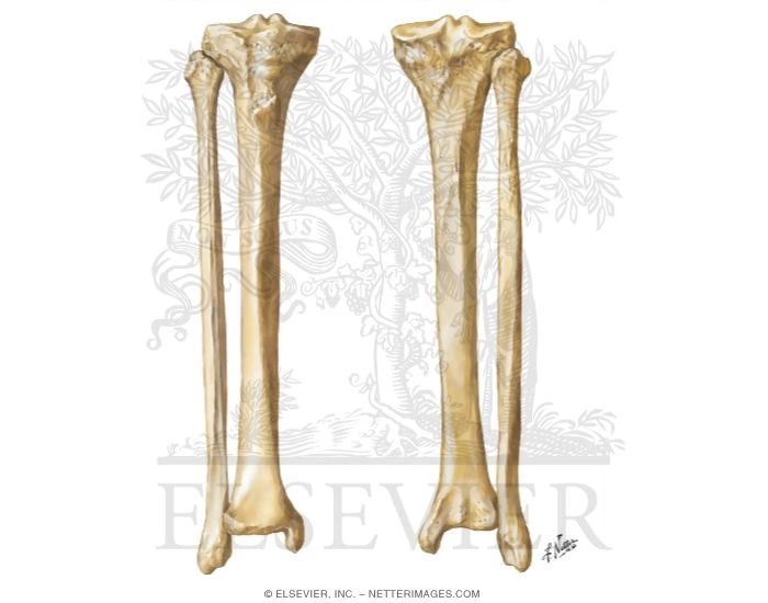 Right Tibia and Fibula, Anterior and Posterior — Printable Worksheet