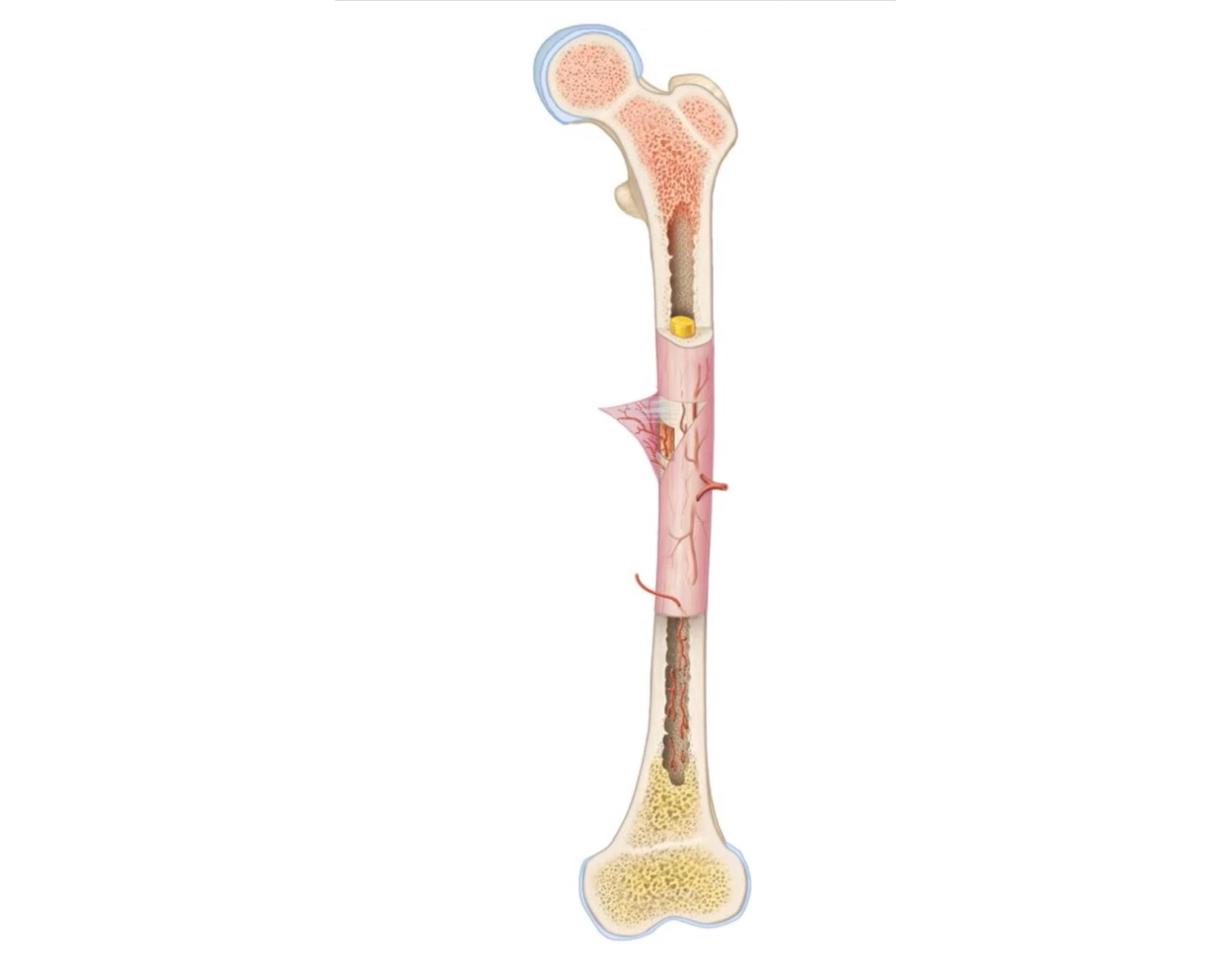 bone labeling lab Quiz
