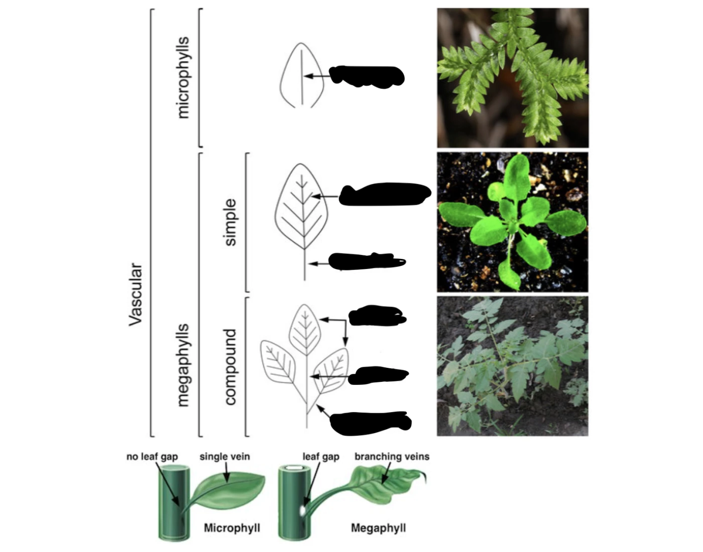 Microphyll Function Microphylls & Megaphylls Quiz