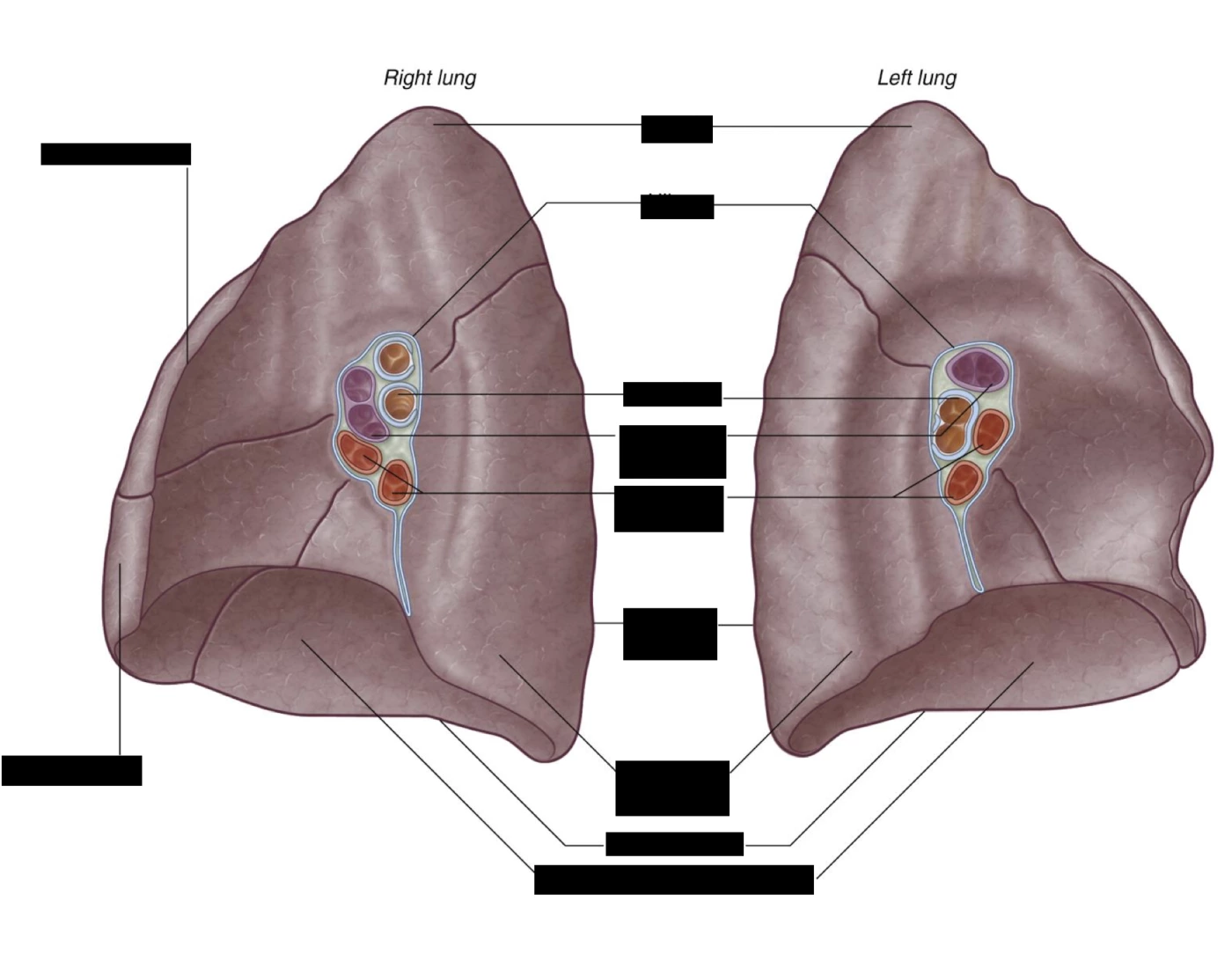 Left Lung File Left and Right Lung Quiz