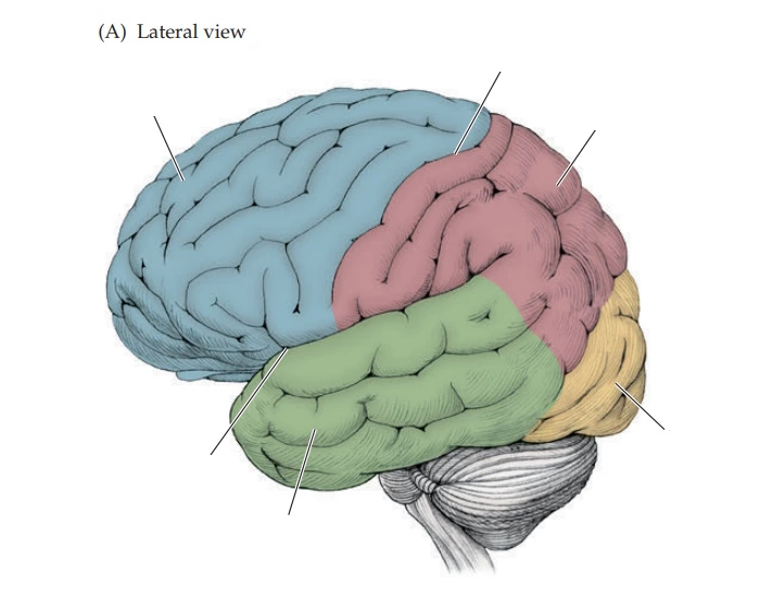 Cerebral Cortex Worksheet Neuroanatomy - Cerebral Cortex - Lateral View — Printable Worksheet
