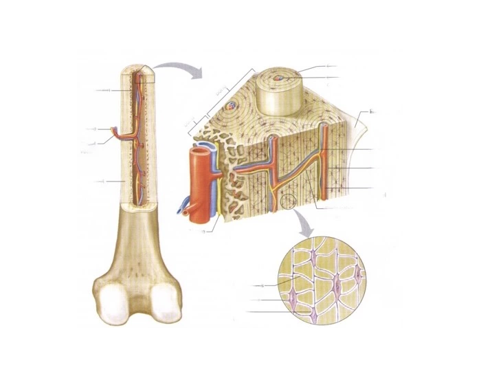 anatomy of compact bones — Printable Worksheet