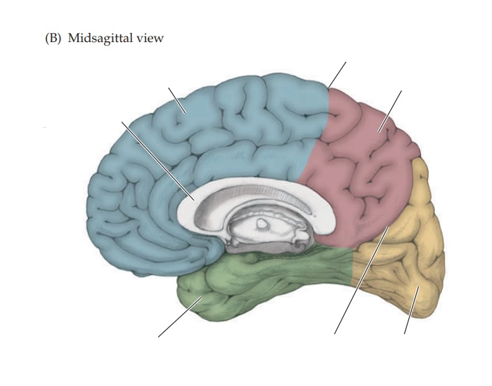 Right Mid Cortex Neuroanatomy - Cerebral Cortex - Midsagittal view Quiz