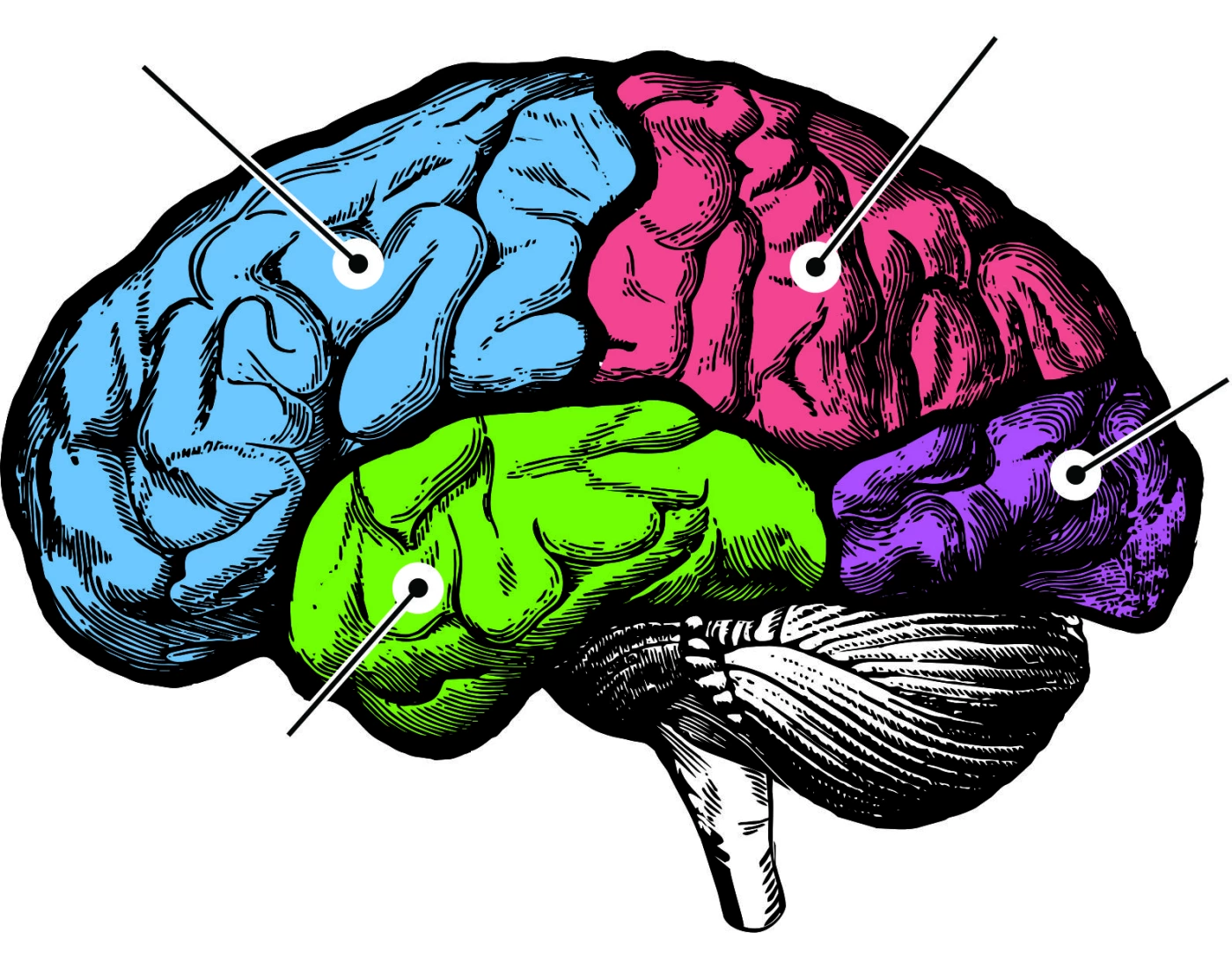 Lobes of the Brain Quiz