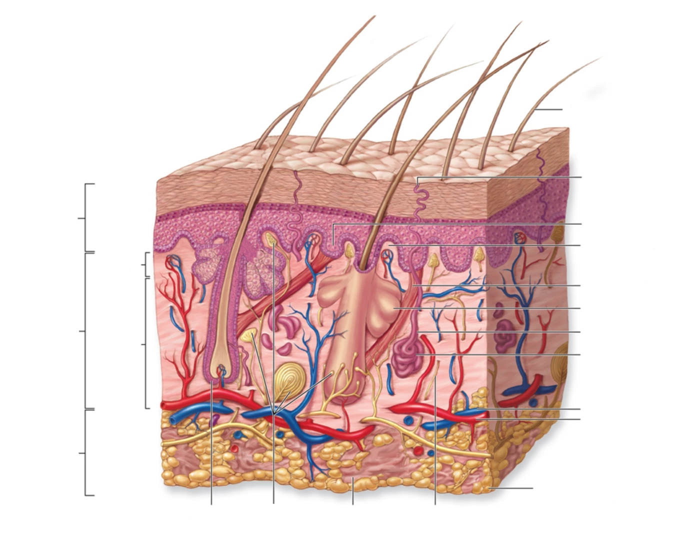 Skin Layers Anatomy Quiz Skin Layers Anatomy Quiz